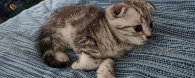 对猫毛过敏的人能不能养猫,可以养猫但要注意勤清理