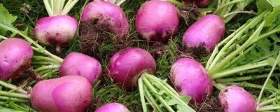 芜菁的栽培技术，要做好病虫害的预防工作