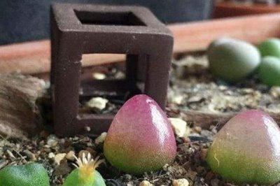 多肉灯泡怎么栽培，喜欢凉爽干燥的环境