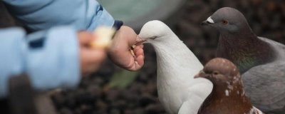 鸽子吃花生的好处,可促进生长发育