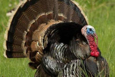 波朋火鸡简介,是用塔斯卡惠雷红火鸡选育而成的品种