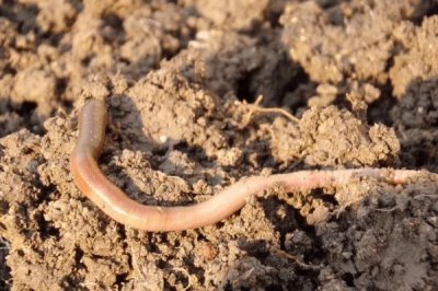 蚯蚓什么时候好抓,南方地区2-5月和10-11月最好抓