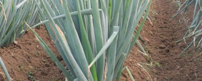 春季适合种植哪些蔬菜，可种植油菜、春大蒜、茄子等