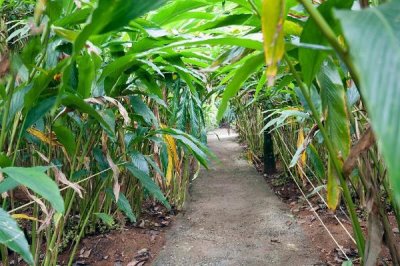 豆蔻的种植方法,可播种育苗也可分株育苗