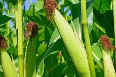 联众559玉米种子介绍，该品种幼苗叶鞘紫色