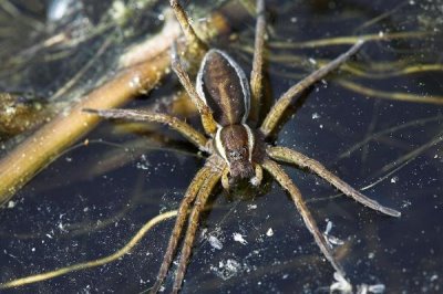 水蜘蛛会不会咬人,会咬人但是没毒