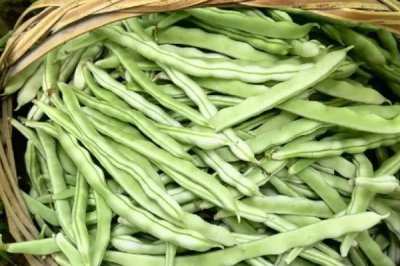 四季豆开花后要过多久才能采收，经过15-20天即可进入收获期