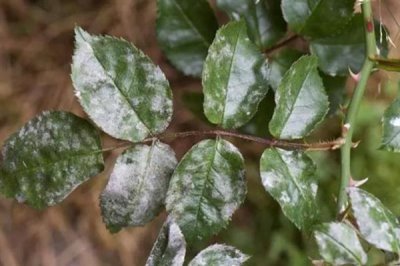 玫瑰花怎么种植，盆土要求疏松透气、排水良好