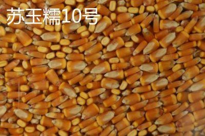 什么品种的甜糯玉米种子好,因地制宜