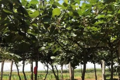 猕猴桃树的修剪技术,不同生长阶段的修剪方法不同