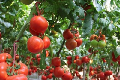 西红柿膨果肥的巧用方法，减少氮肥的施入量