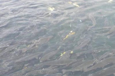 鱼为什么一直上下狂游,是因为它受到了惊吓