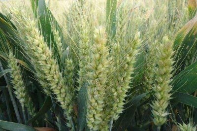 育麦8号小麦种子特点,每亩适宜基本苗18万左右