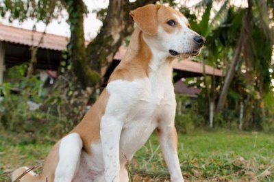 让狗狗学会飞盘训练方法,先培训狗狗对飞盘的兴趣