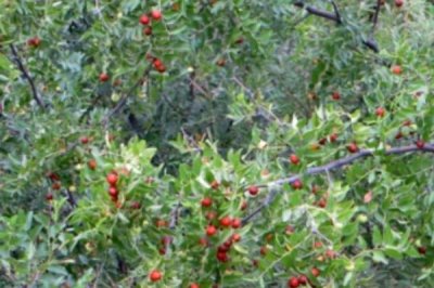 酸枣仁怎么种植,可采用嫁接的培育方式