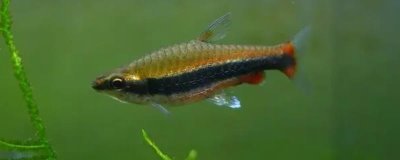 小型红铅笔鱼好不好养，饲养难度不高