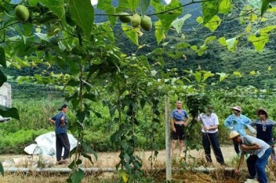 罗汉果的种植前景,加工品在市场上供不应求前景可观