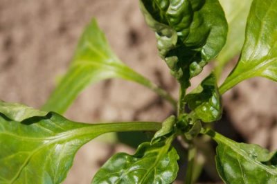 怎么解决除草剂药害,可将芸苔素、鲜牛奶和葡萄糖兑水喷雾