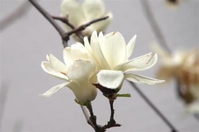 玉兰花的寓意，寓意忠贞爱情、知恩图报等