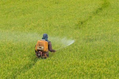 南方稻田怎么使用丸粒尿素,移栽水稻时可深施至稻株中间