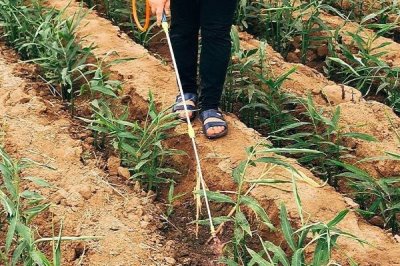 大姜死棵严重怎么防治,可采取培土、杀菌、施肥等措施