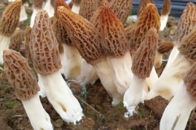 羊肚菌的种植技术，在10-12月份进行播种