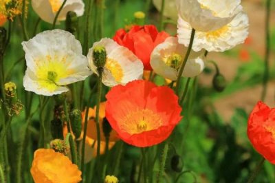 虞美人有没有毒,尽可能别在家中栽培