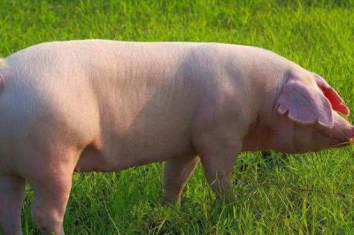 后备母猪的配种适期，发情后的24-30小时最适合配种