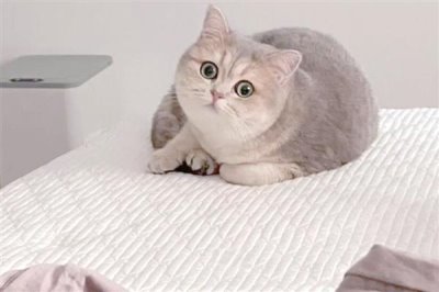 哪些人容易被猫咪抓伤,常见的有新人、小孩等