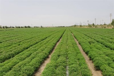 孜然怎么种，通常在三月底到四月初播种