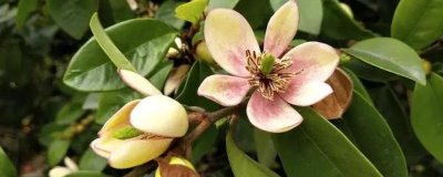 含笑花为什么会干枯,高温暴晒、土壤板结等因素均会导致植株干枯