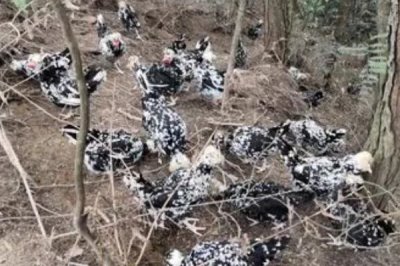 养殖贵妃鸡需要什么环境,需提供充足的光照、保持适宜的温湿度