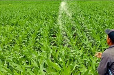 硝态氮肥的使用禁忌，蔬菜、绿色食品均不可使用