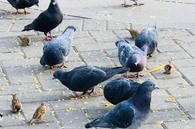 鸽子吃花生的好处,可促进生长发育