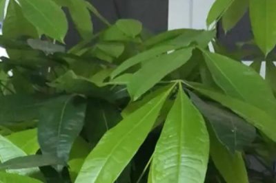 发财树烂根的补救方法,需要及时修剪根部