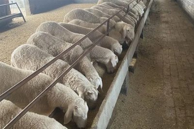 羊怎么喂养长得快，需要科学的喂养方法