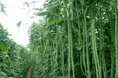 豇豆的亩产量,亩产通常为1700-3000公斤左右